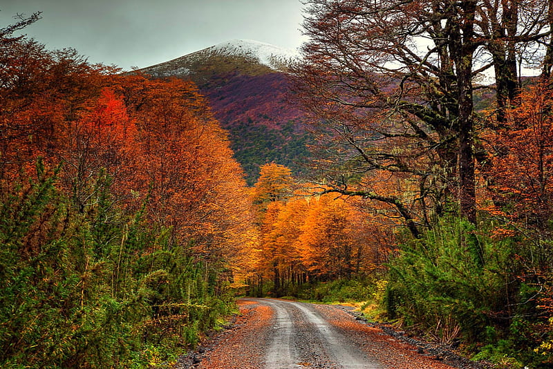 Puyehue National Park, red, forest, autumn, orange, bonito, trees, leaves, green, gravel road, Chile, white, snowy peaks, HD wallpaper