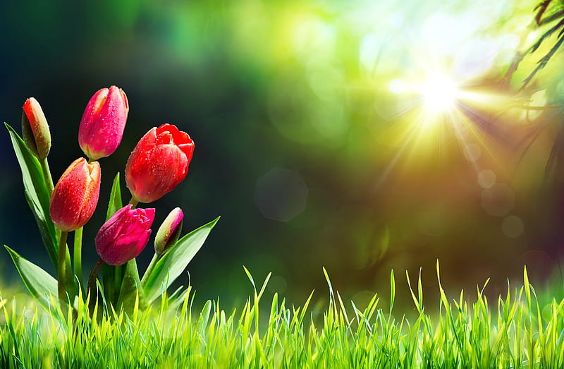 Tulips on grass, rays, grass, sunny, spring, morning, tulips, meadow, glow, bonito, sunbeam, HD wallpaper