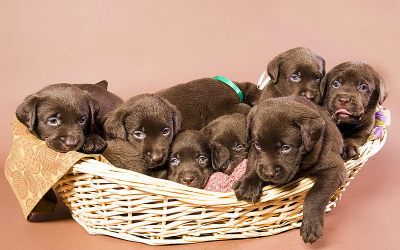 Chocolate dog litter, basket, labrador, litter, puppy, dog, animal, sweet, HD wallpaper