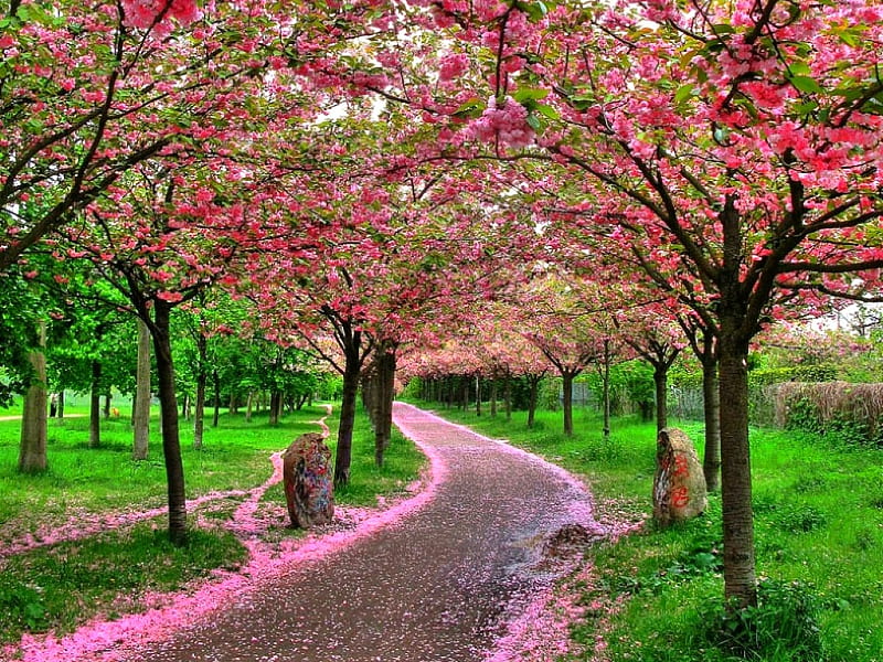 Pink Path, bonito, flowers on trees, HD wallpaper