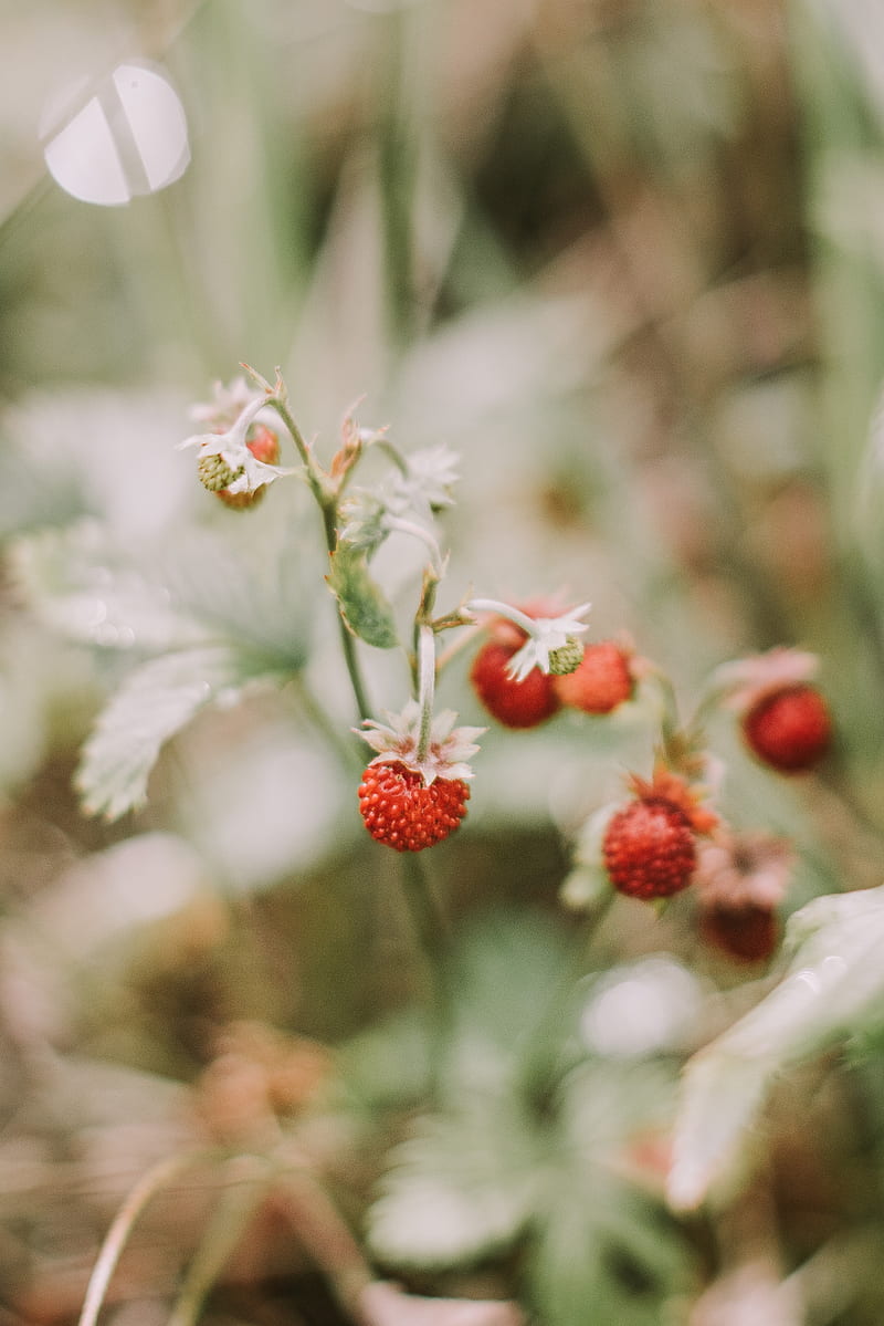 strawberries, berries, red, ripe, macro, HD phone wallpaper