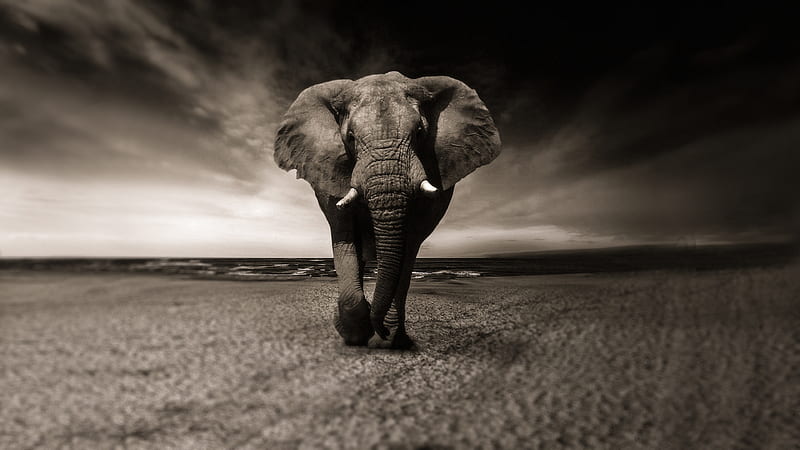 African Elephant, big, old, elephant, africa, african, animal, kingmixer grey, walk, HD wallpaper