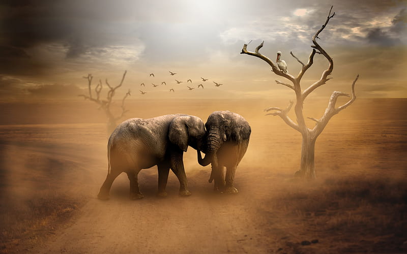 Elephants, Africa, wild animals, desert, evening, sunset, wildlife, HD wallpaper