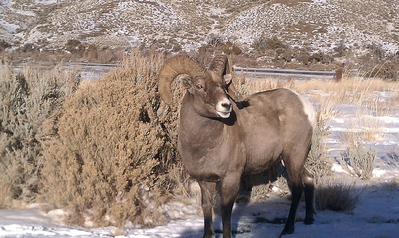 Bighorn Sheep near Cody, Wyoming, Mountains, Big Game, Wildlife, Scenic, que, Winter, HD wallpaper