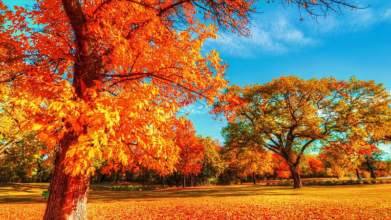 Autumn in the park, red, colroful, fall, autumn, lovely, sunny, bonito, park, trees, foliage, leaves, day, HD wallpaper