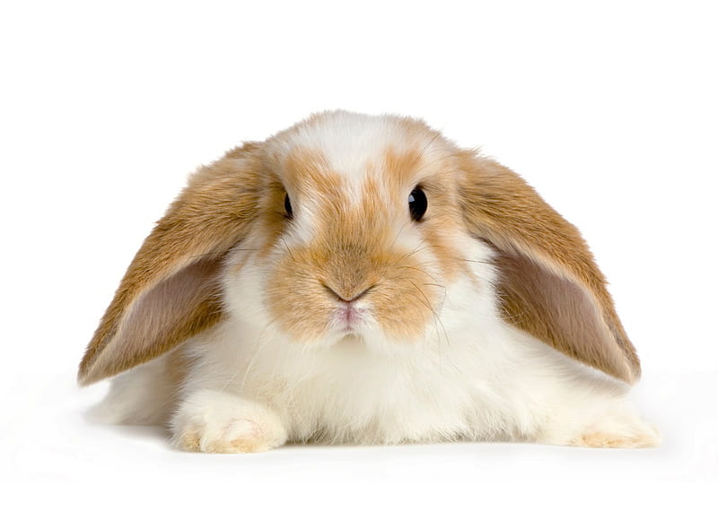 Who are You Lookin At?, cute, rabbit, bunny, HD wallpaper | Peakpx