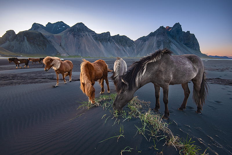 Animal, Horse, beach, Iceland, HD wallpaper