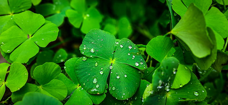 HD four leaf clover wallpapers | Peakpx