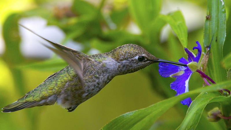 Hummingbirds And Blue Flower, bird, flowers, hummingbird, animal, blue ...