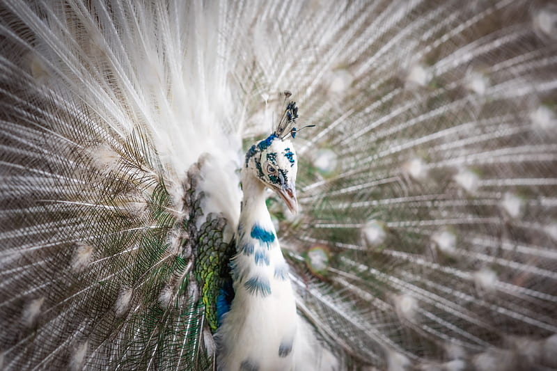 Peacock, paun, blue, bird, feather, pasare, white, HD wallpaper