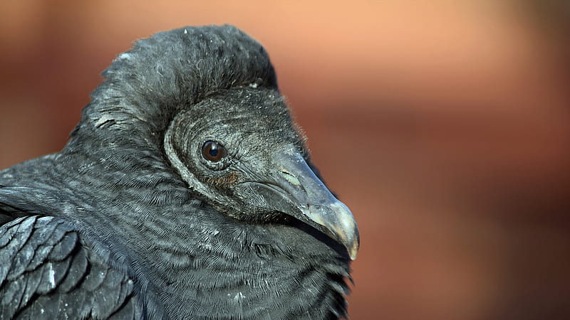 Black Vulture - Elmwood Park Zoo, HD wallpaper