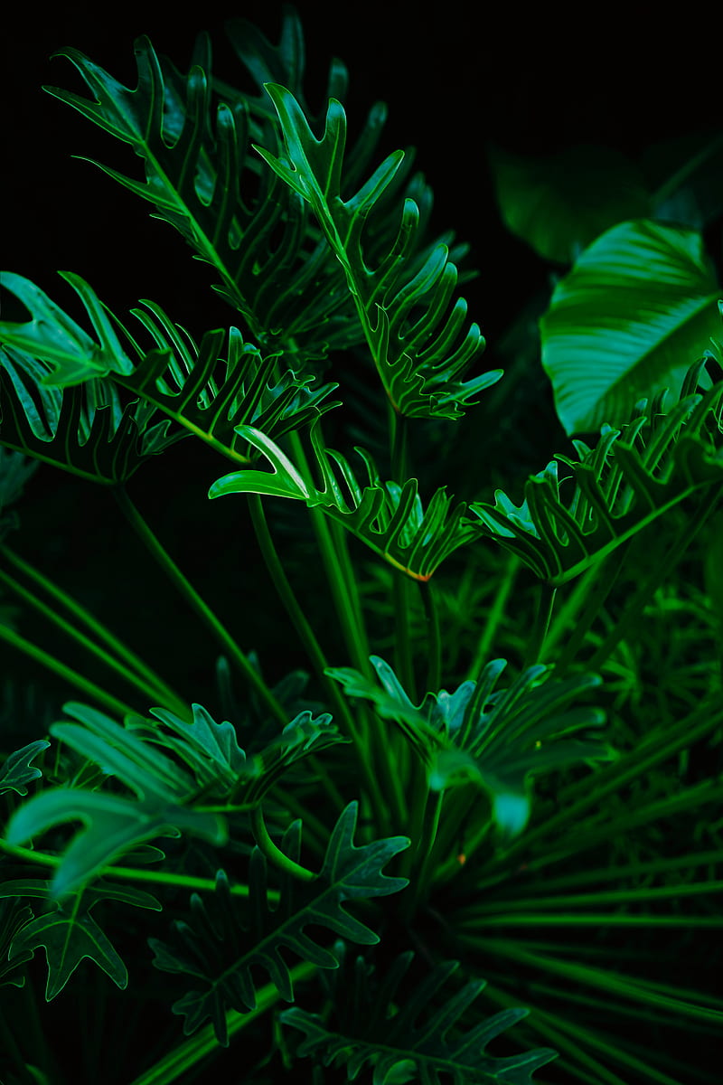 plant, leaves, green, exotic, HD phone wallpaper