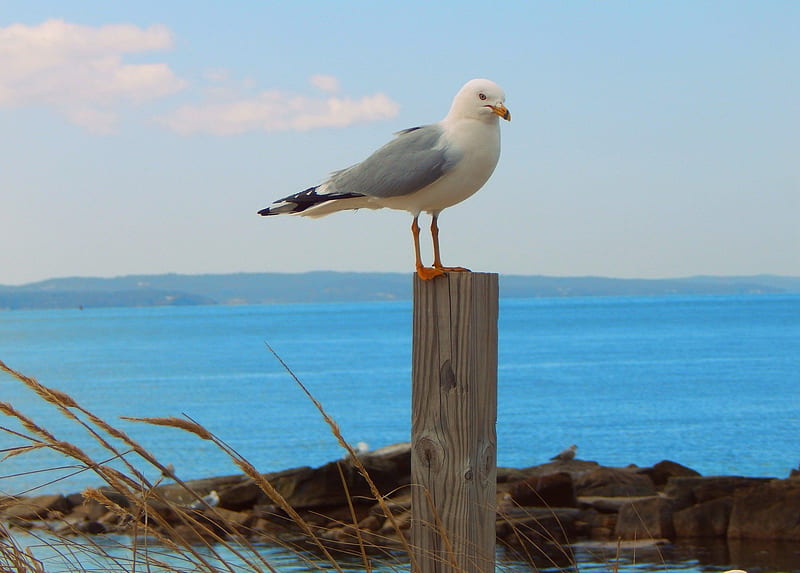 seagull, shore, post, water, bird, HD wallpaper