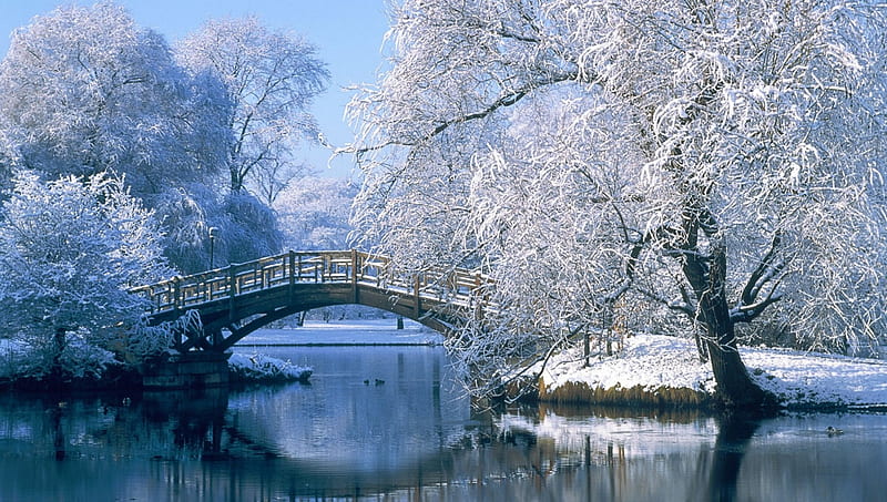 *** Winter in Central Park ***, nature, park, winter, central, HD wallpaper