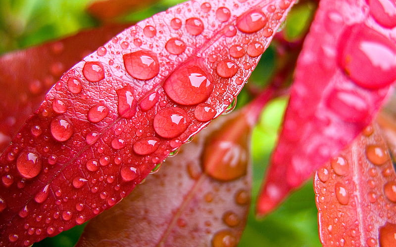 drops of water and leaves 01, HD wallpaper