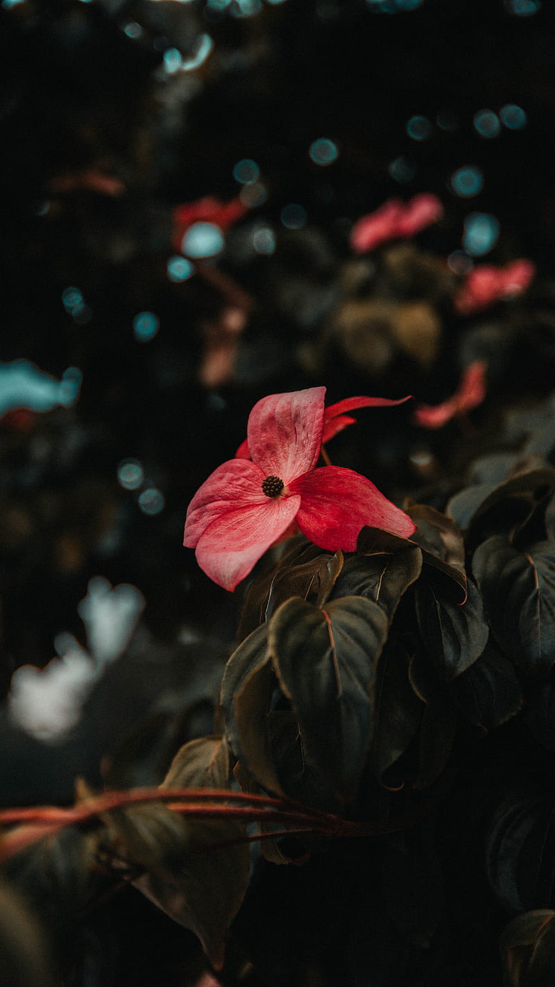 Lone Flower, beach, Blue, Bud, Crash, Leaves, Love, Ocean, Pink, Plant, Pnw, Red, Samsung, Sky, Sony, Sun, Tree, Water, Waves, love, art, bonito, black, canon, connorchristopher, forrest, funny, iOS, iPhone, landscape, minions, moody, nature, sad, still, waterfall, weird, woods, wow, HD phone wallpaper