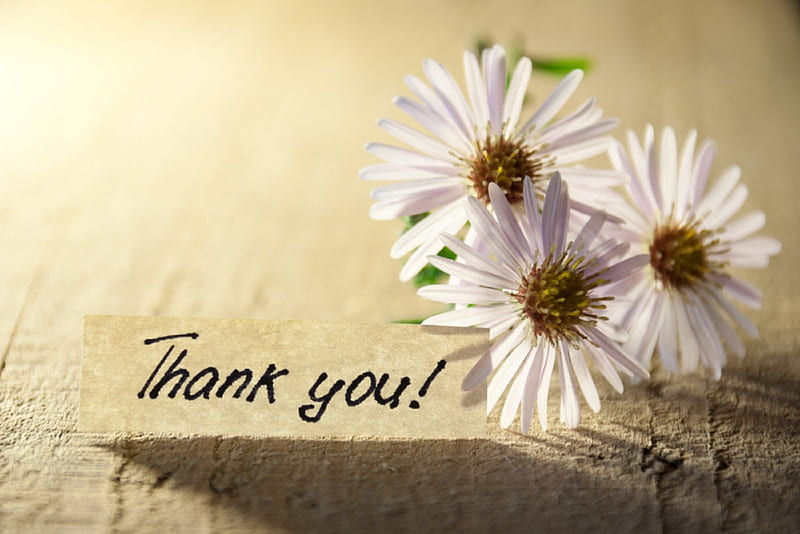 Thank You , daisies, thank you, graphy, words, flowers, note, white, daisy, HD wallpaper