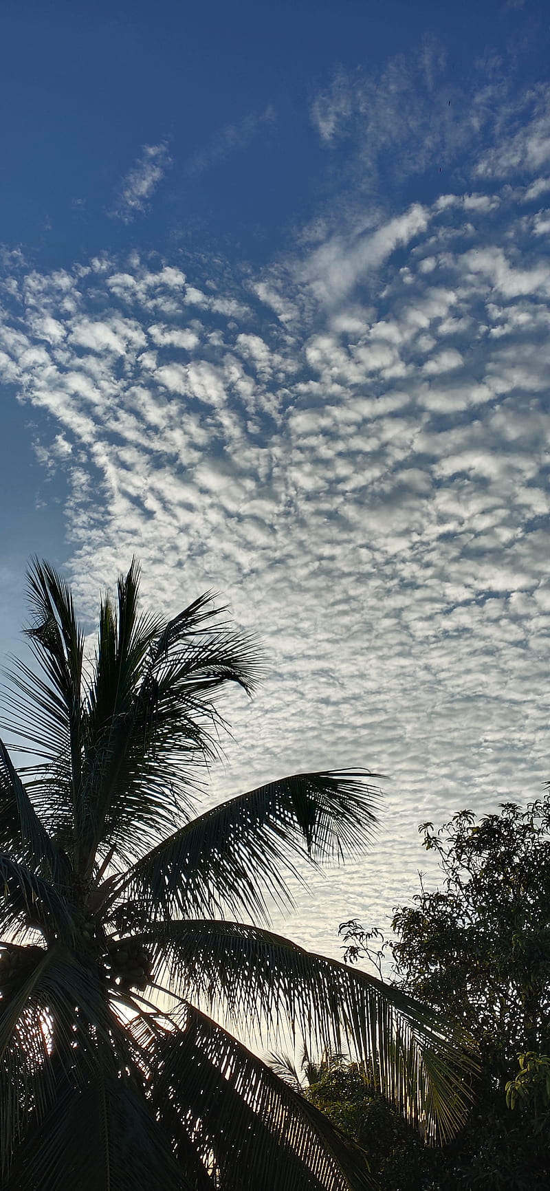 Nature, cloud, coconut tree, mango tree, trees, HD phone wallpaper