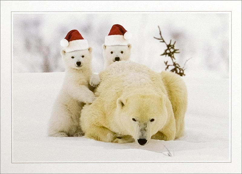 Christmas polar bear, christmas, holiday, snow, bear, polar, HD wallpaper |  Peakpx