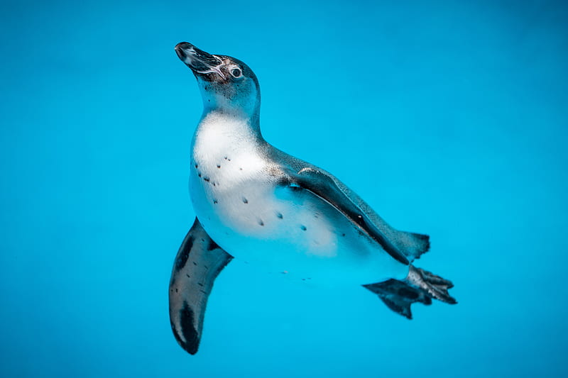 penguin, bird, swim, water, underwater world, HD wallpaper