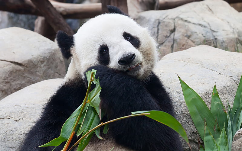 Big panda, bear, China, zoo, green leaves cute animals, pandas, HD wallpaper