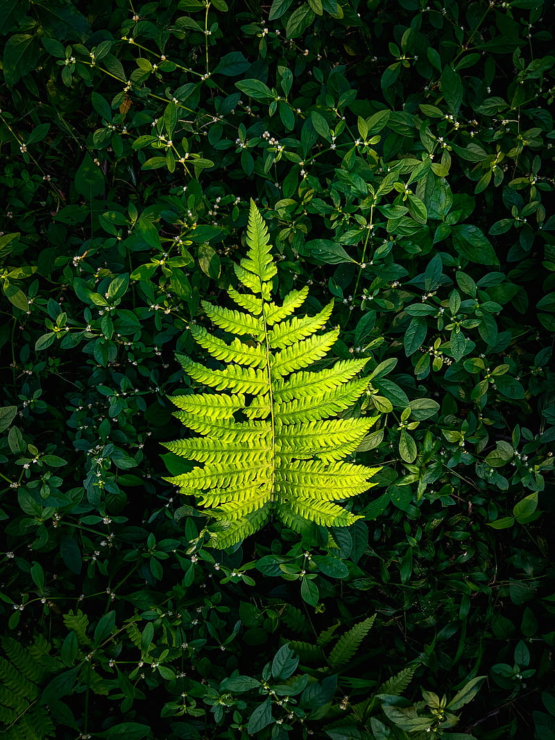fern, leaf, green, plants, HD phone wallpaper