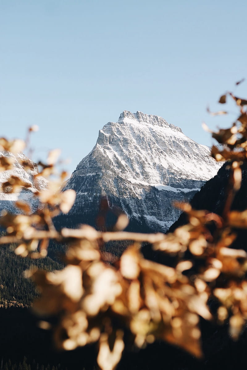 mountain, peak, snowy, branch, landscape, HD phone wallpaper
