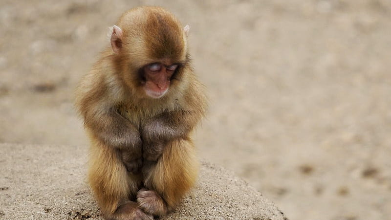 Tired Little Monkey, furry, cute, monkey, sleeping, baby, animal, HD wallpaper