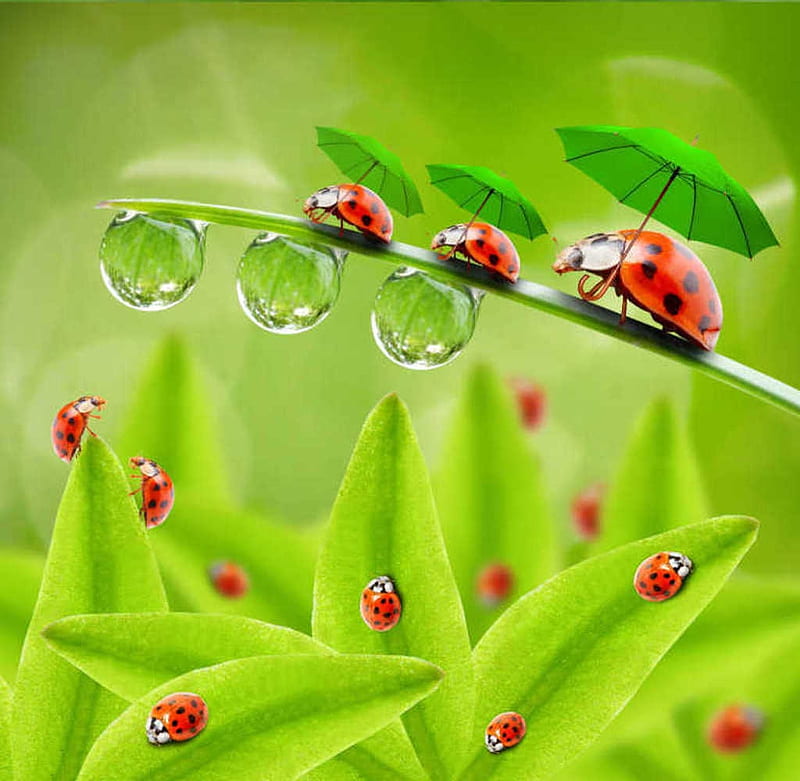 Ladybugs family, Umbrellas, Branch, Water drops, Insects, Nature, HD wallpaper