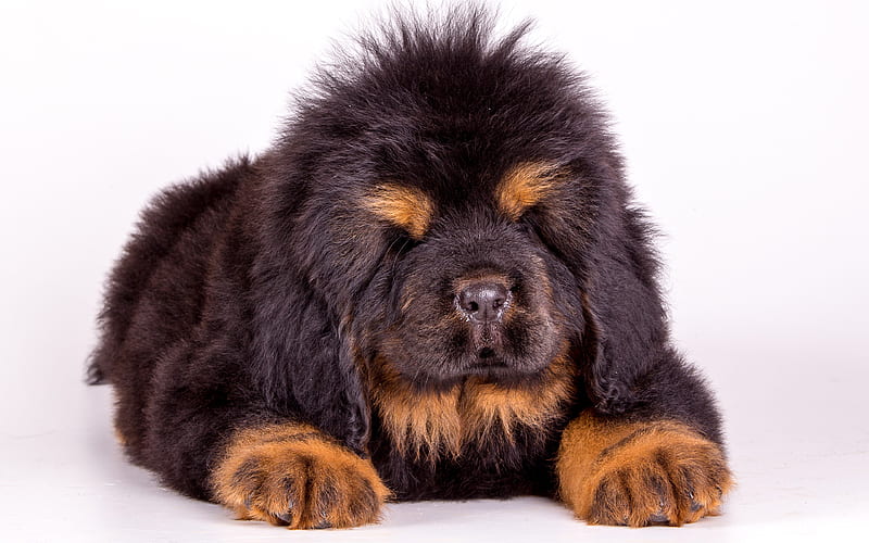 Tibetan Mastiff, large Tibetan dog small puppy, cute animals, black puppy, small dog, HD wallpaper