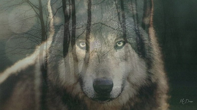 wolf of woods