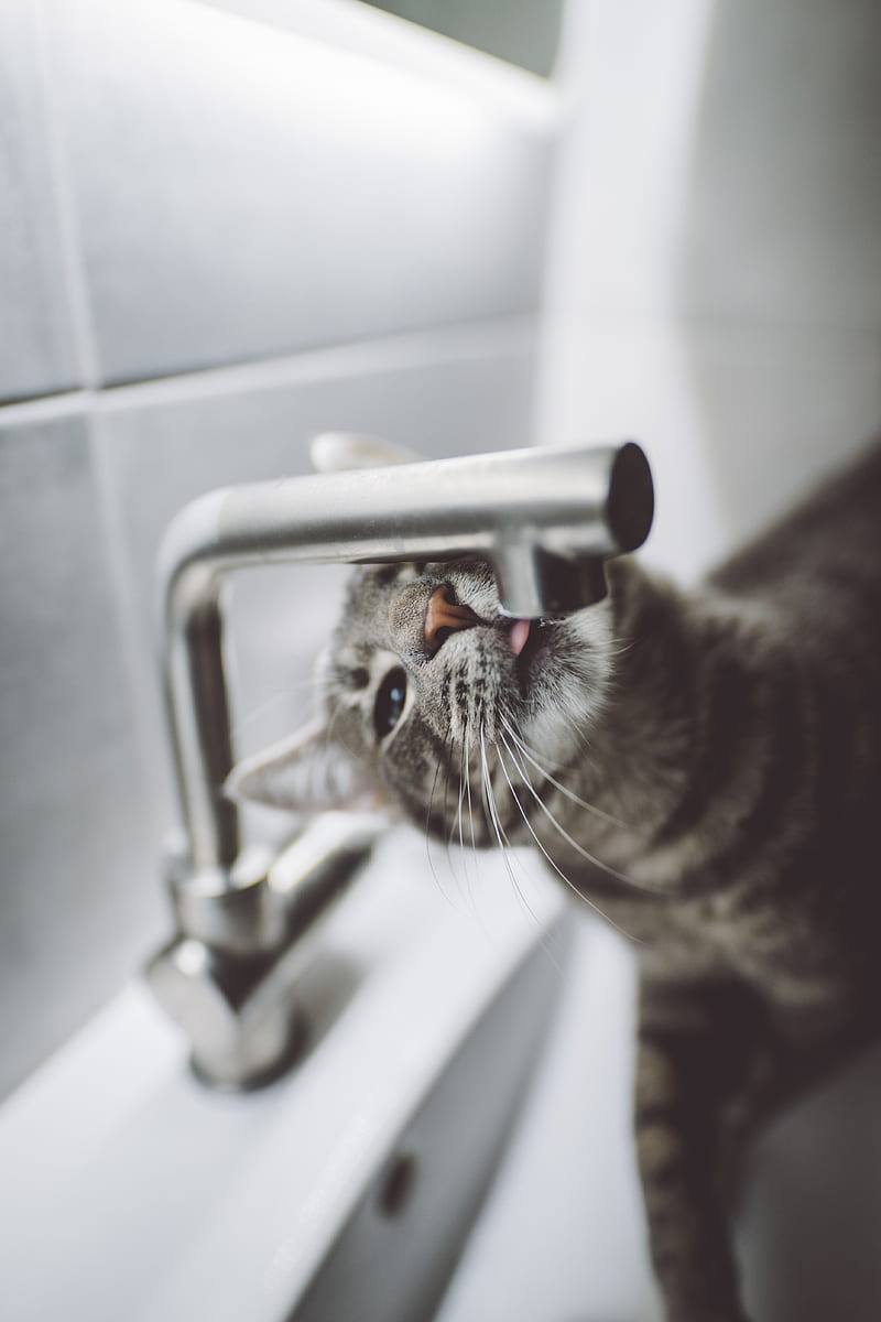 cat, tongue, water, HD phone wallpaper