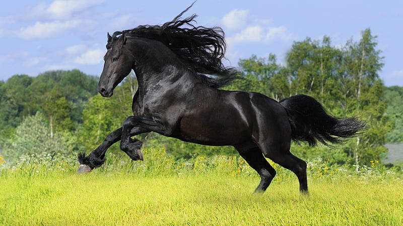 Black Horse Is Jumping On Green Grass Field Horse, HD wallpaper