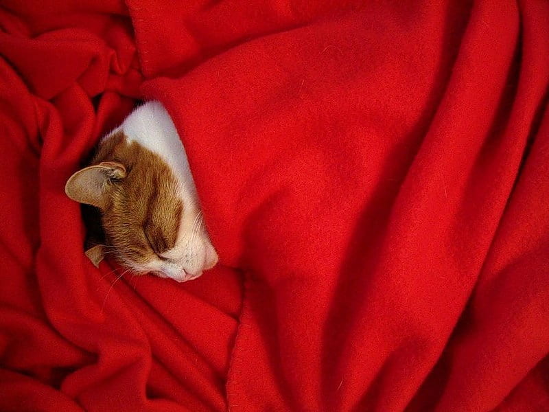 In Dreamland, cute, red, head ginger, blanket, cat, sleeping, HD wallpaper