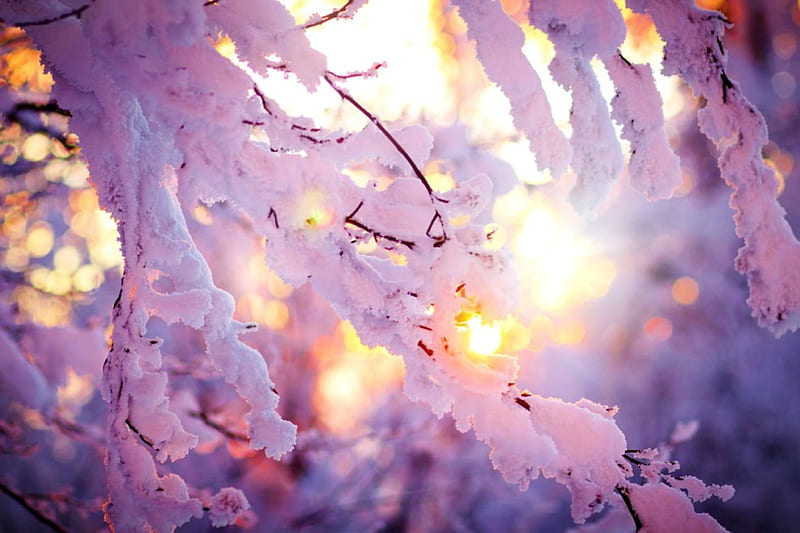 Winter branches, glow, sunlight, covered, bonito, trees, winter, rays, snow, sunshine, branches, frozen, frost, HD wallpaper