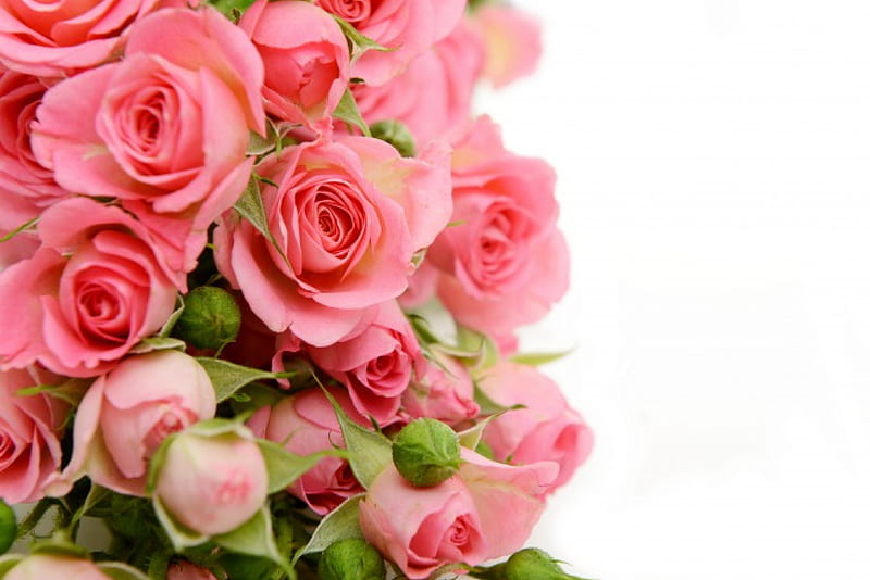 Beautiful Roses, with love, bouquet, rose, flowers, nature, petals ...