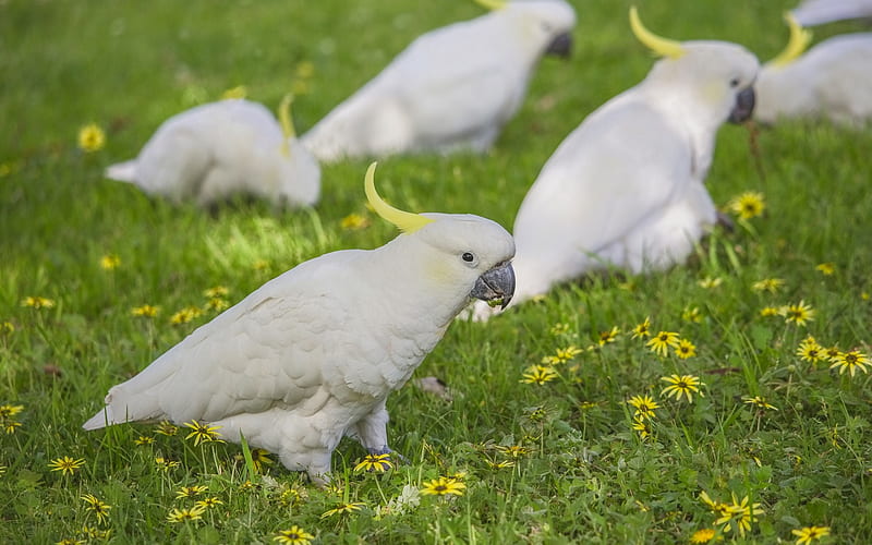 Yellow-crested cockatoo, white parrots, beautiful white birds, lesser sulphur-crested cockatoo, parrots, HD wallpaper