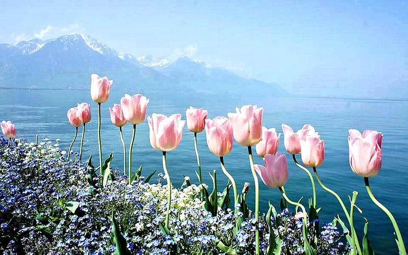 Pink Tulips, Tulips, Sea, Flowers, pink, HD wallpaper