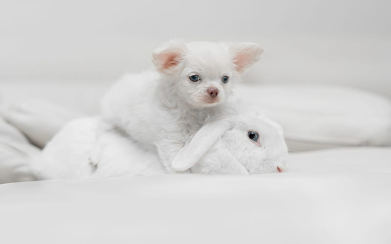 white chihuahua, white rabbit, white puppy, small white animals, friendship concepts, HD wallpaper