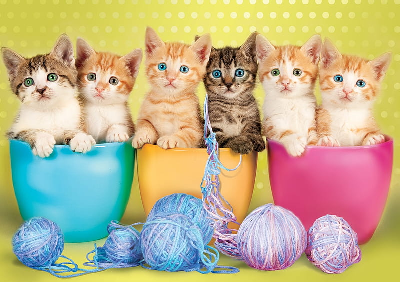 Kittens, yellow, cat, animal, sweet, cute, wool ball, kitten, pink, bowl, pisica, blue, HD wallpaper