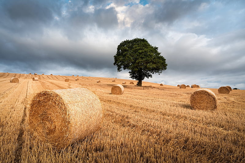 The Tree and Haystack Field, HD wallpaper