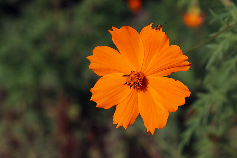 Blooming orange daisy flower, HD wallpaper | Peakpx