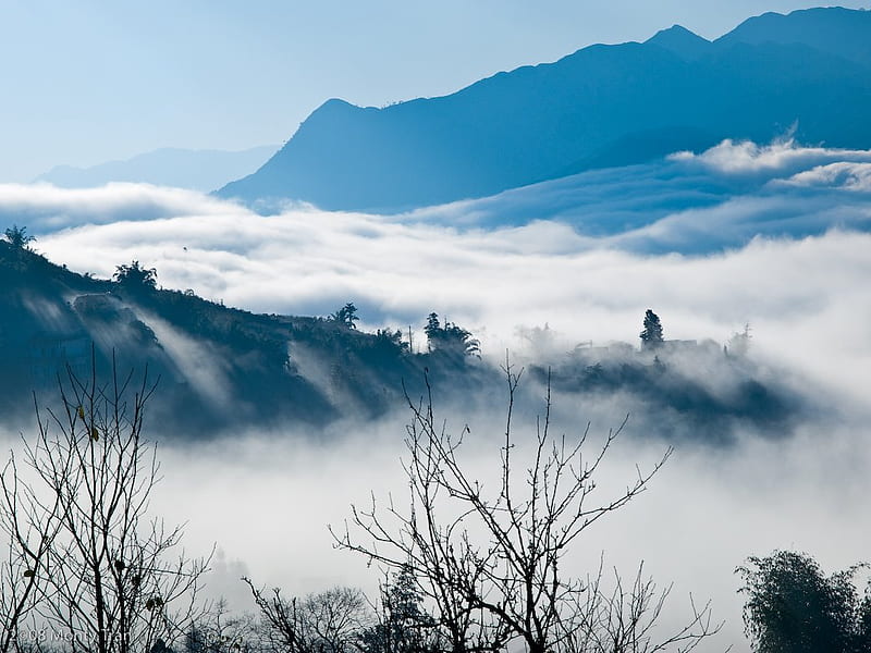 Sa Pa, mountain, tree, high, fog, HD wallpaper | Peakpx