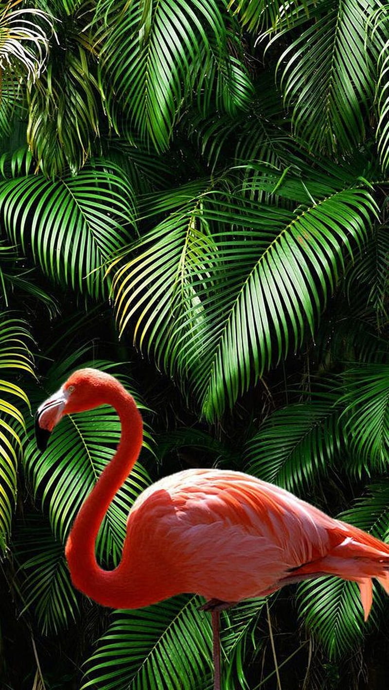 HD flamingo wallpapers | Peakpx