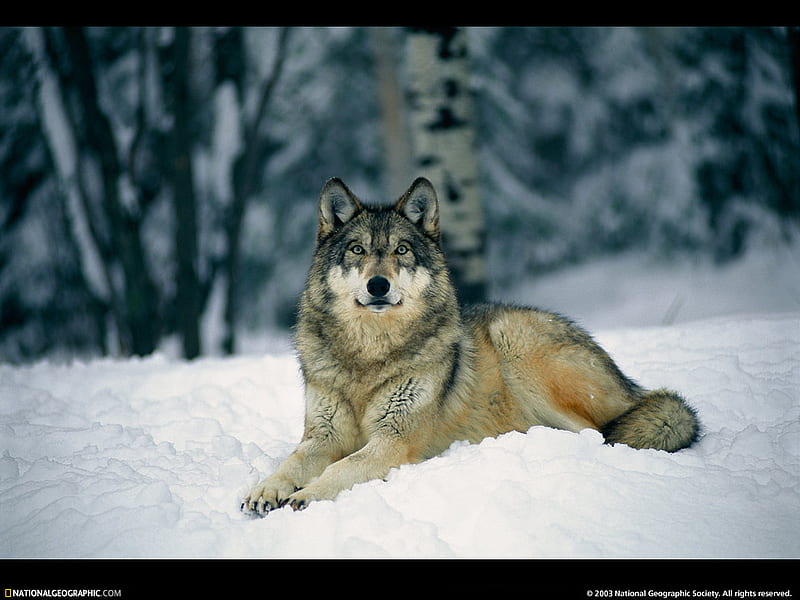 gray wolf in the snow, snow, wolf, wolves, animals, dogs, dog, animal, HD wallpaper