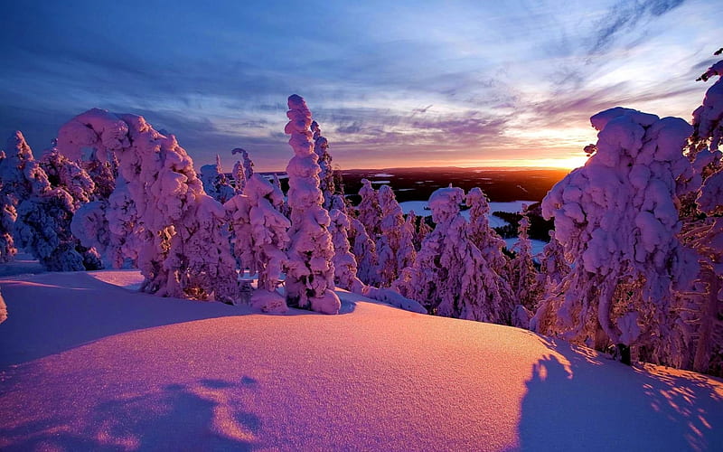 Winter sunrise, forest, amazing, view, bonito, sunset, trees, sky ...