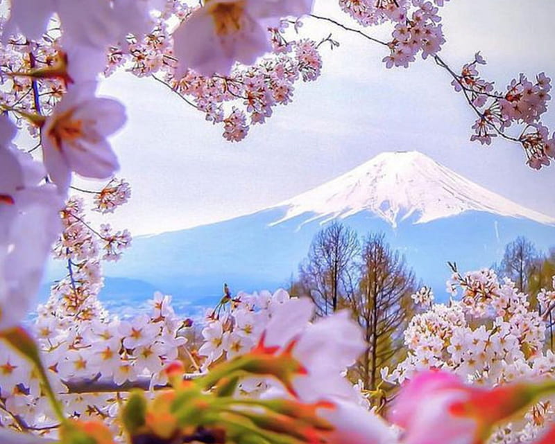 Bucket List Moment! Cherry Blossom- Japan, mountain, japan, nature, cherry bloosoms, trees, fuji, HD wallpaper