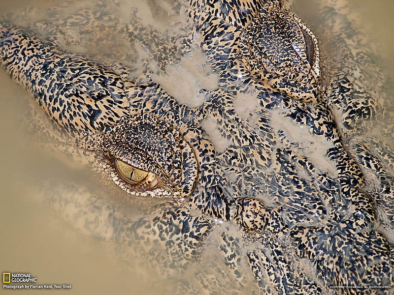 Crocodile Australia-National Geographic, HD wallpaper