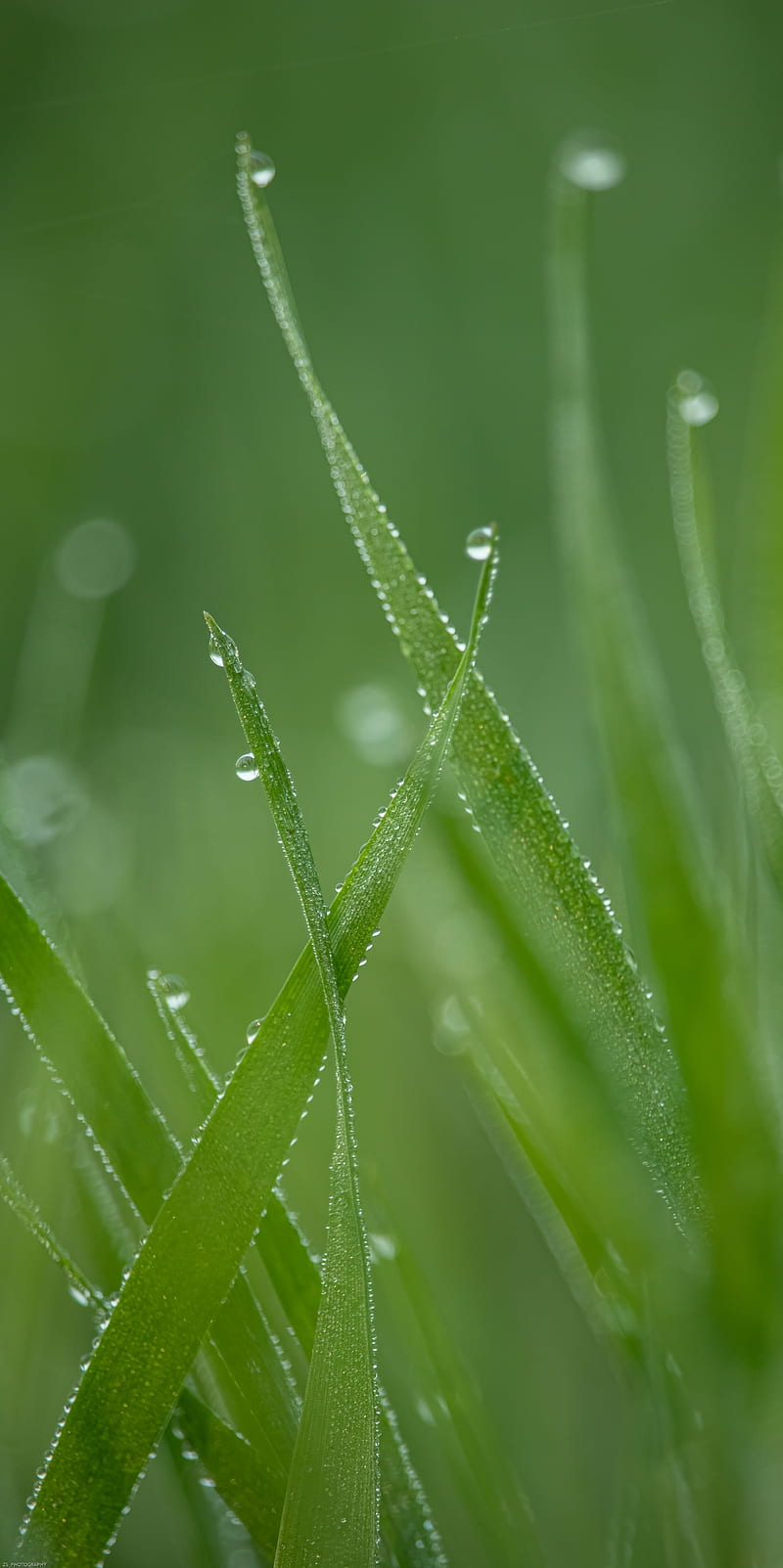 grass, drops, dew, macro, green, HD phone wallpaper