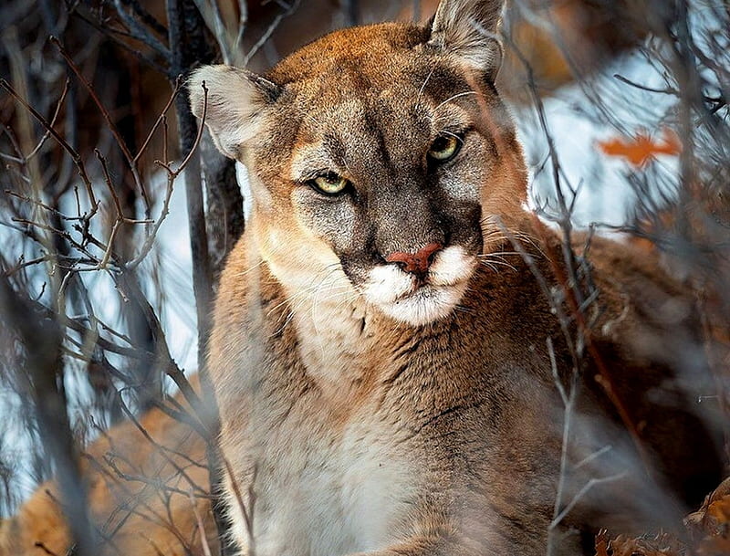 Cougar, pisici, puma, animal, couigar, mountain lion, cat, HD wallpaper